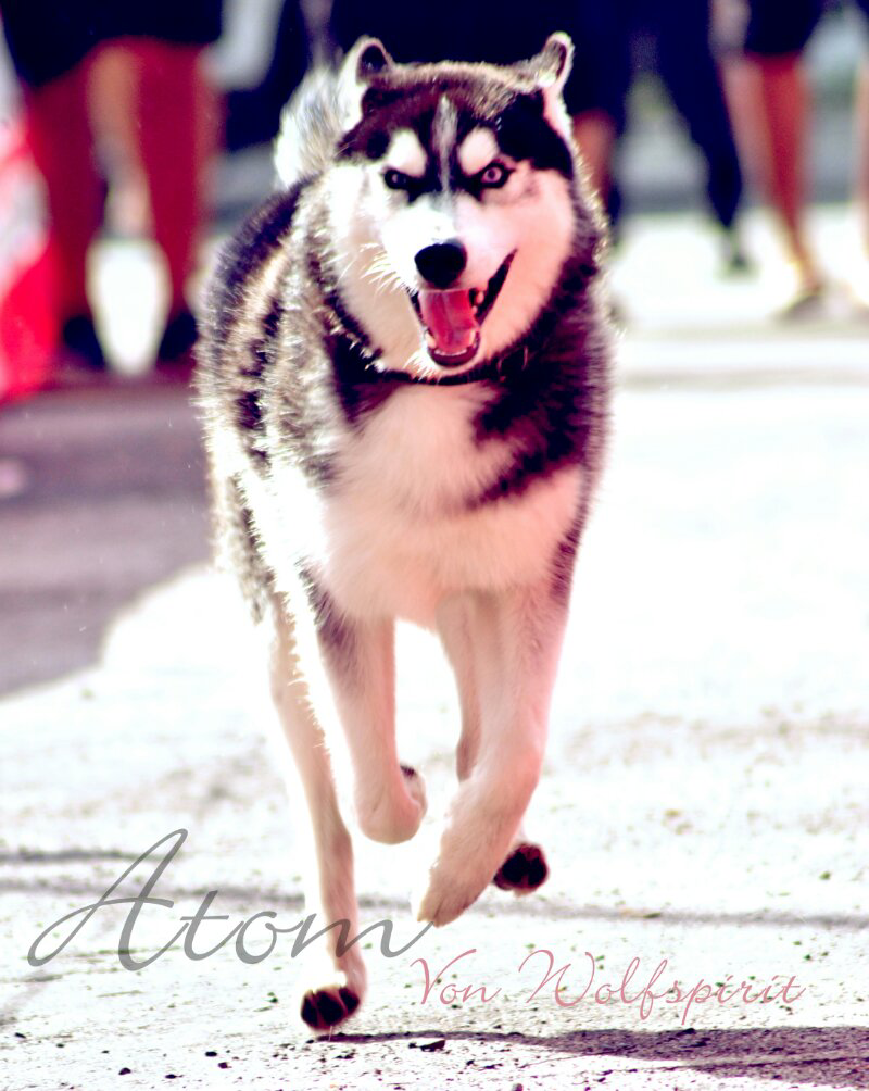 Husky Pejantan Turunan Import