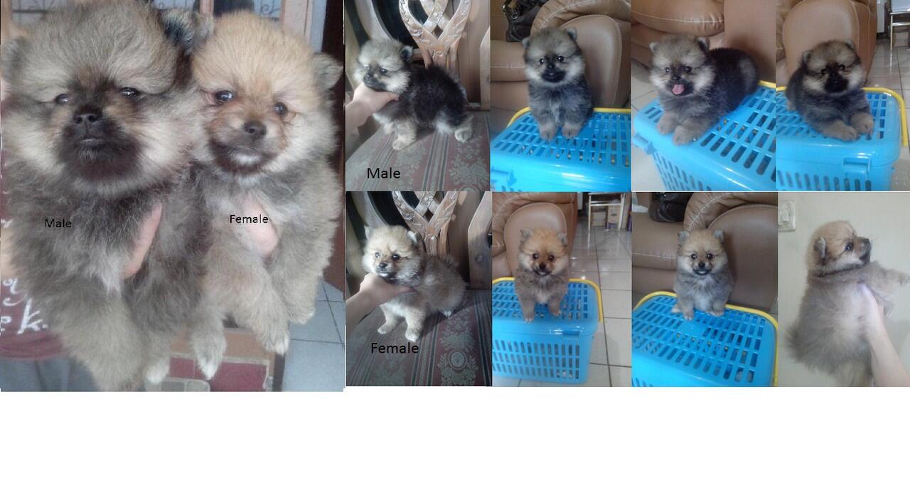 Jual Anakan Pomeranian Betina dan Jantan 7 Week, Stambum, Vaksin