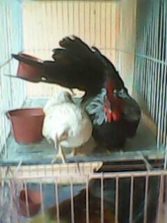 Sepasang Ayam Serama Mini Murah