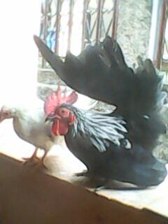 Sepasang Ayam Serama Mini Murah