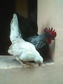 Sepasang Ayam Serama Mini Murah