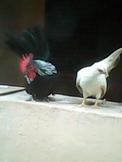 Sepasang Ayam Serama Mini Murah