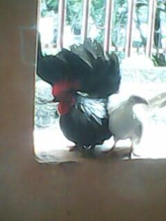 Sepasang Ayam Serama Mini Murah