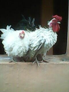 Ayam Kate Keriting Borongan 3 Ekor Murah