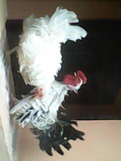 Ayam Kate Keriting Borongan 3 Ekor Murah