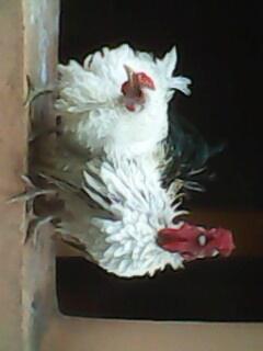 Ayam Kate Keriting Borongan 3 Ekor Murah