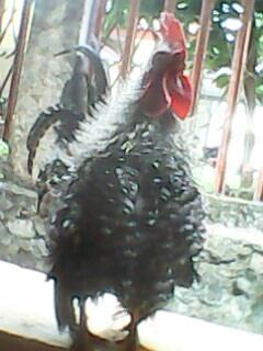Ayam Kate Keriting Borongan 3 Ekor Murah