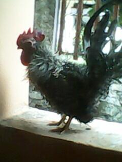Ayam Kate Keriting Borongan 3 Ekor Murah