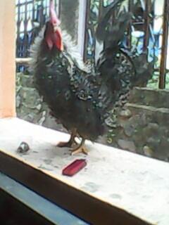 Ayam Kate Keriting Borongan 3 Ekor Murah