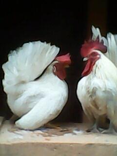 Sepasang Ayam Kate Jepang Putih Betina Super Langka