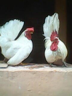 Sepasang Ayam Kate Jepang Putih Betina Super Langka
