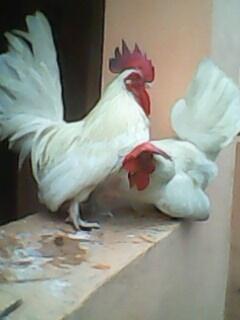 Sepasang Ayam Kate Jepang Putih Betina Super Langka