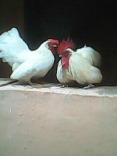 Sepasang Ayam Kate Jepang Putih Betina Super Langka