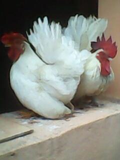 Sepasang Ayam Kate Jepang Putih Betina Super Langka
