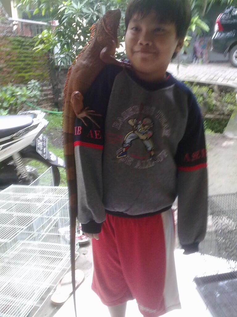 green + super red iguana murah