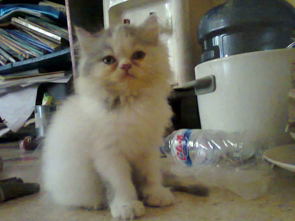 Kucing Betina Flatnose Calico Anakan Peaknose Tiga warna Lucu Murmer