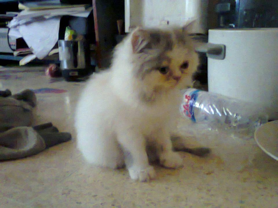 Kucing Betina Flatnose Calico Anakan Peaknose Tiga warna Lucu Murmer