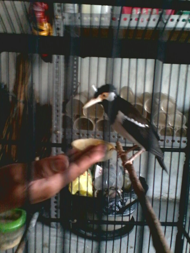 jalak suren jinak