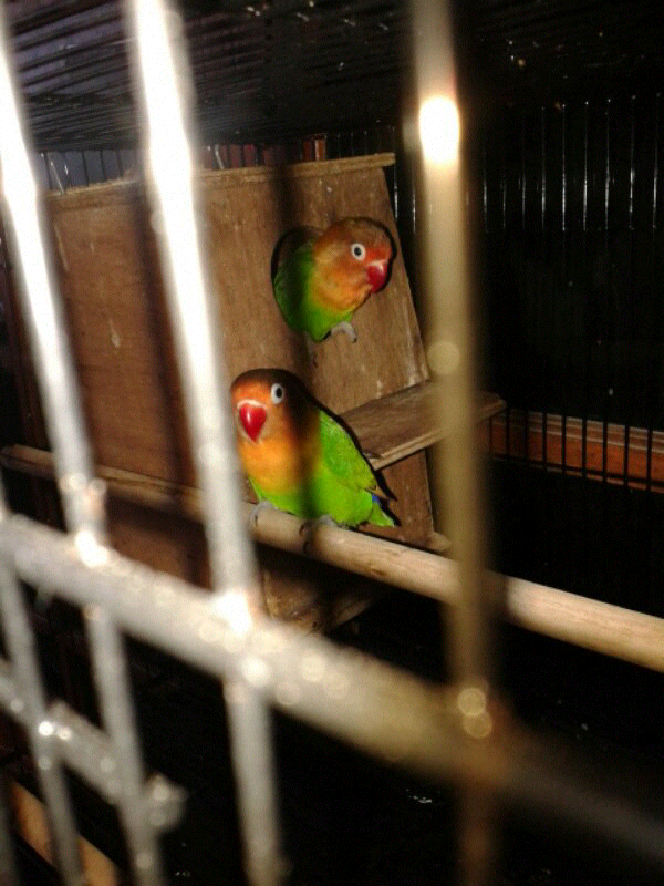 lovebird produksi 2x usia 13 bulan jakarta timur-TMII