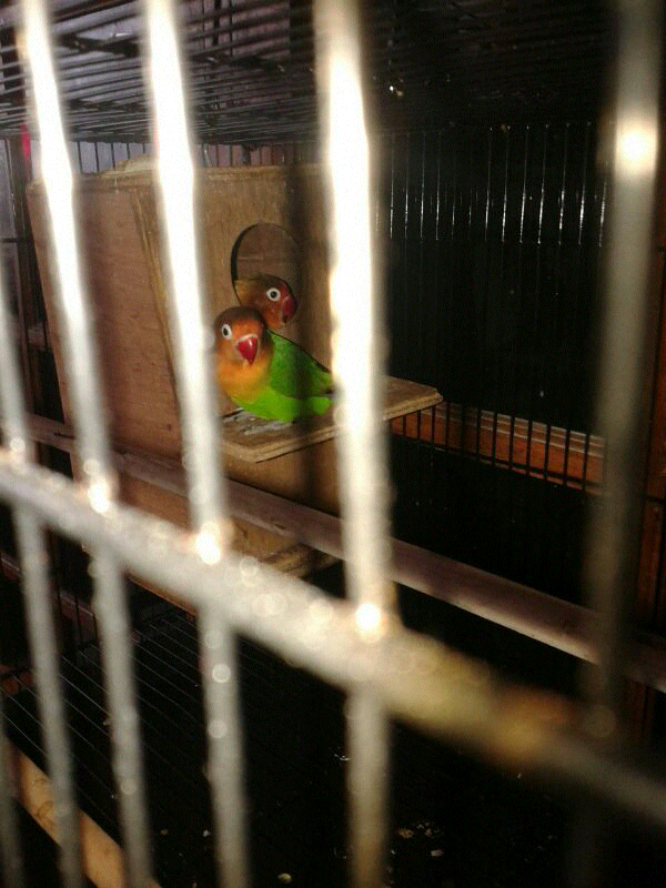 lovebird produksi 2x usia 13 bulan jakarta timur-TMII