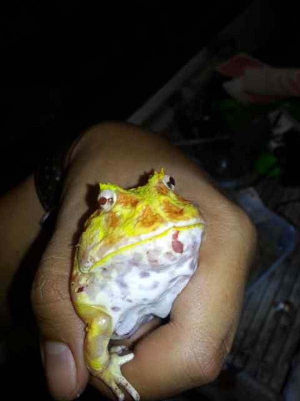 WTS pacman frog albino/ornate horned frog/kodok pacman