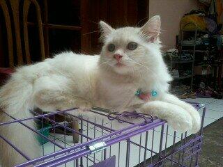JUAL MURAH KUCING PERSIA JANTAN 1TH+KANDANG BANDUNG (BU)