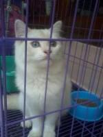 JUAL MURAH KUCING PERSIA JANTAN 1TH+KANDANG BANDUNG (BU)