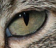 Keajaiban Mata Kucing