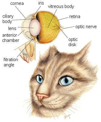 Keajaiban Mata Kucing
