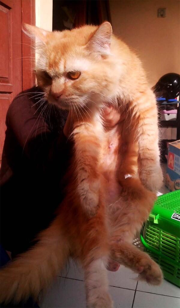 Kucing Persia Red Tubby umur 1,5 tahun 1x Proven