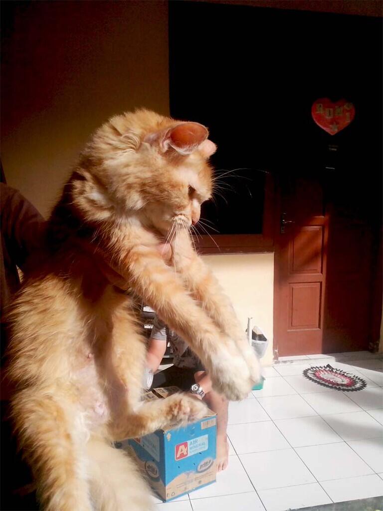 Kucing Persia Red Tubby umur 1,5 tahun 1x Proven