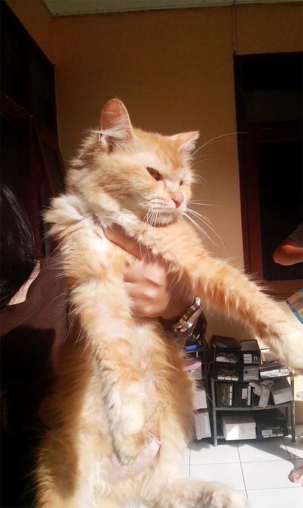 Kucing Persia Red Tubby umur 1,5 tahun 1x Proven