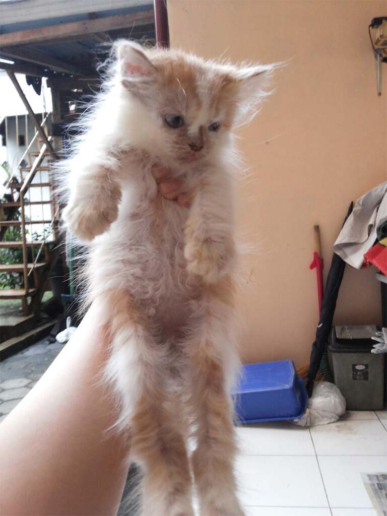 Kucing Persia Red Tubby umur 1,5 tahun 1x Proven