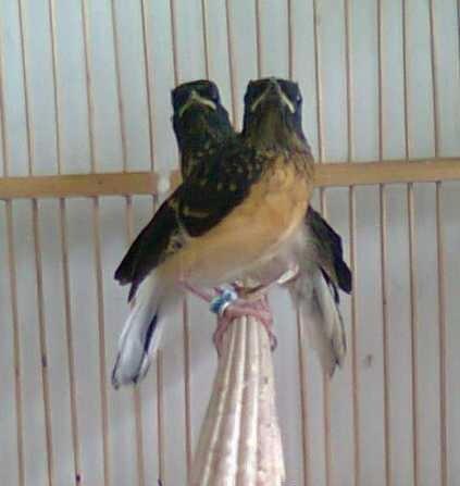Burung Murai Batu Medan