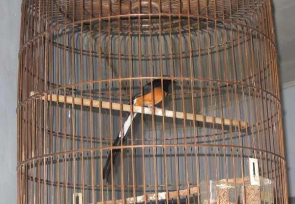 Burung Murai Batu Medan