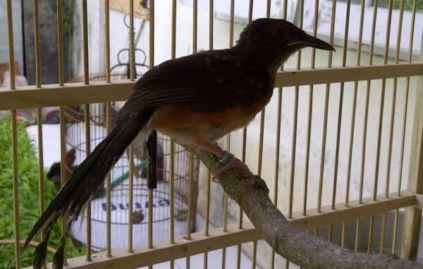 Burung Murai Batu Medan