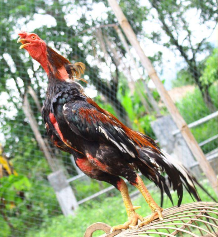 AYAM BANGKOK, BURMA/BIRMA, PAKHOY, SAIGON
