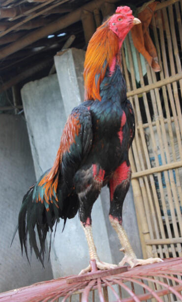 AYAM BANGKOK, BURMA/BIRMA, PAKHOY, SAIGON