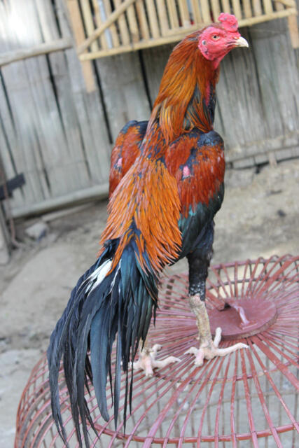 AYAM BANGKOK, BURMA/BIRMA, PAKHOY, SAIGON