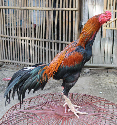 AYAM BANGKOK, BURMA/BIRMA, PAKHOY, SAIGON