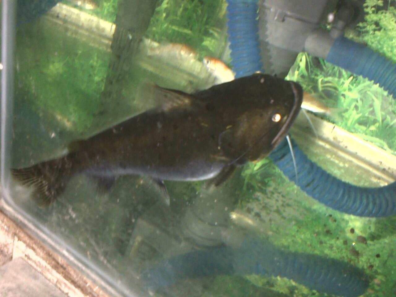 Ikan Gulper Cat Fish 10-12 cm