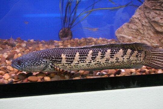 Ikan Predator Chana Auranti 17-18 cm