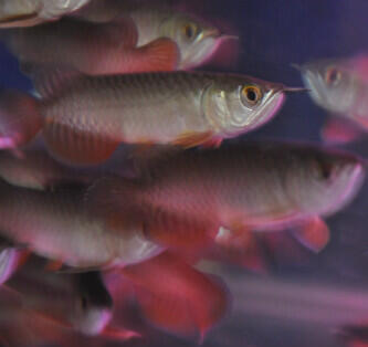 Ikan Arwana Golden Red Riau 10 cm+certificate dan chip