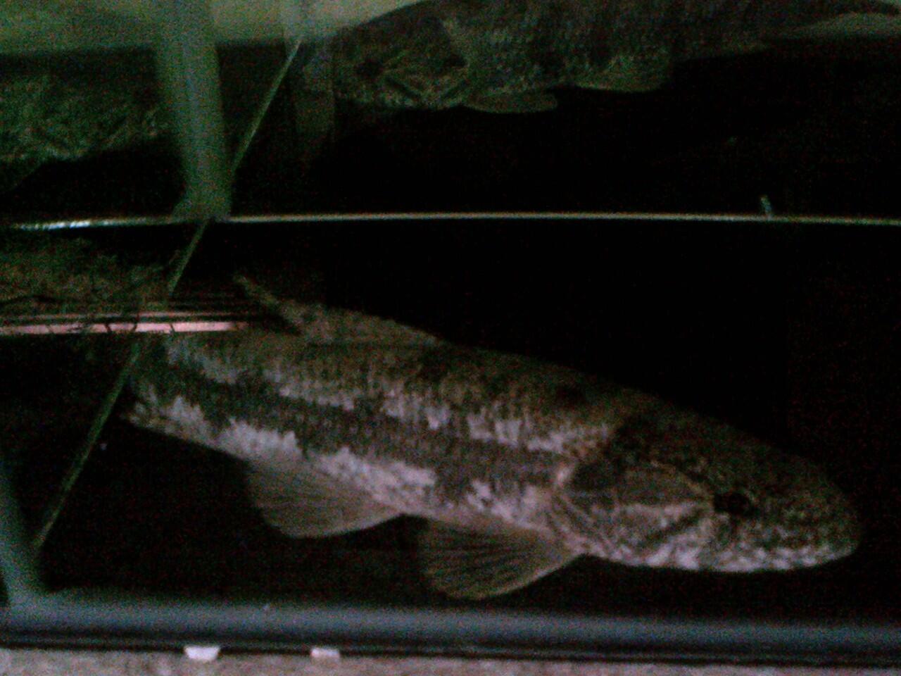 Ikan Predator Wolf Fish Malabaricus 20 cm