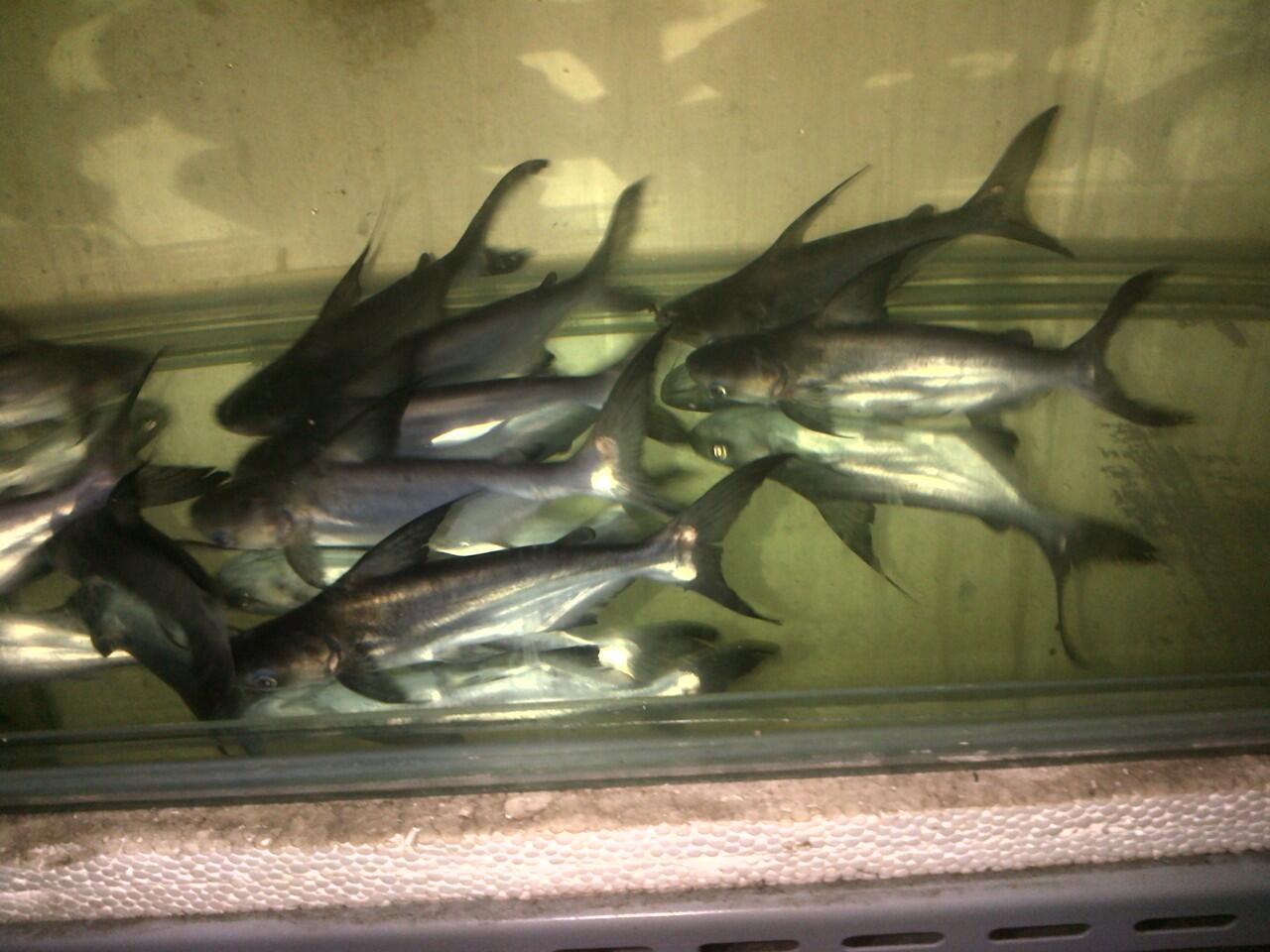 Ikan Predator Parron Shark 20 cm up