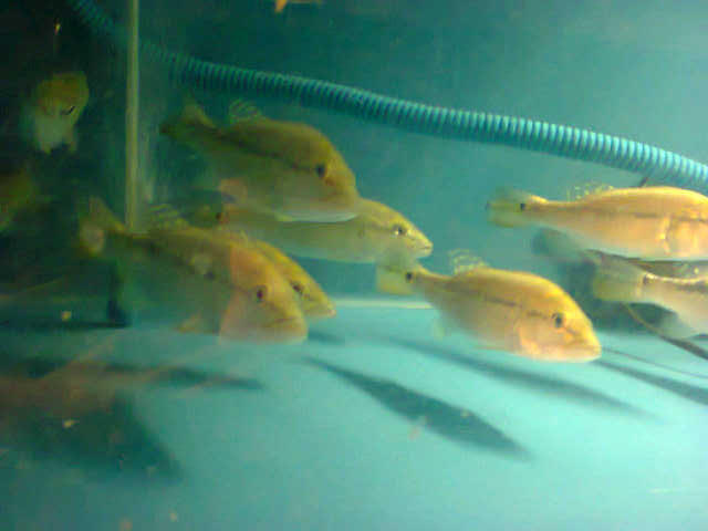 Ikan Preacock Bass Xingu 17 cm