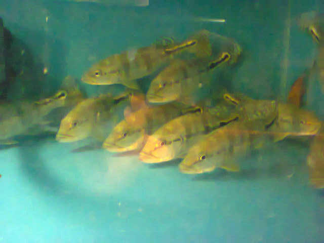 Ikan Predator Peacock Bass Blue Azul 12 cm