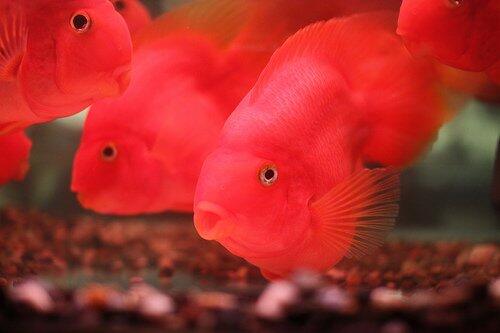 Ikan Predator Red Parrot No Tail 3 inc