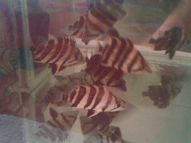 Ikan Predator Indodatz Sumatra 12 cm