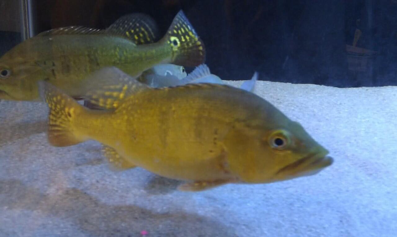 Ikan Predator Peacock Bass Kelberi WC 30 cm